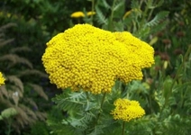 Civanperçemi Neye İyi Gelir?